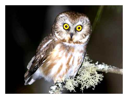 Northern Saw-Whet Owl. SAW Whet Owl Range